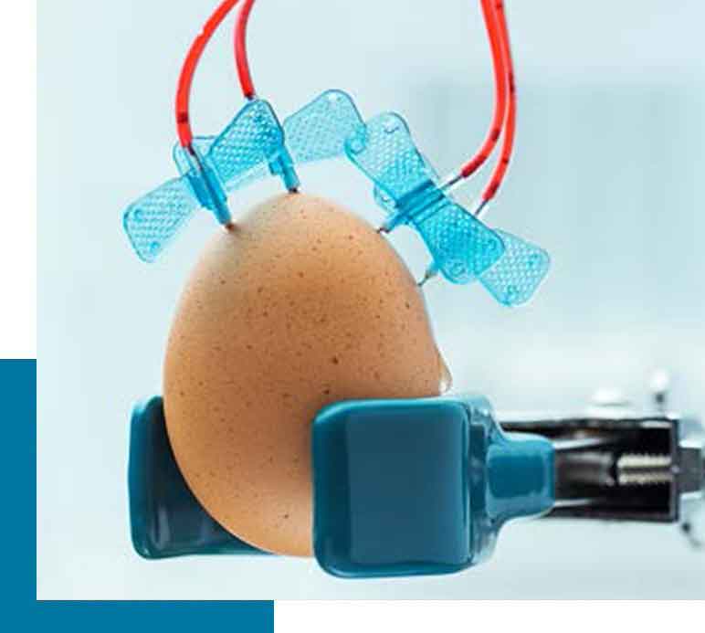 La qualité des poules reproductrices Novogen